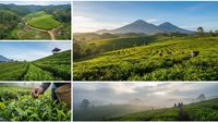 Kebun Teh Tambi